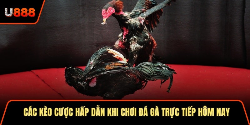 Các kèo cược hấp dẫn khi chơi đá gà trực tiếp 
